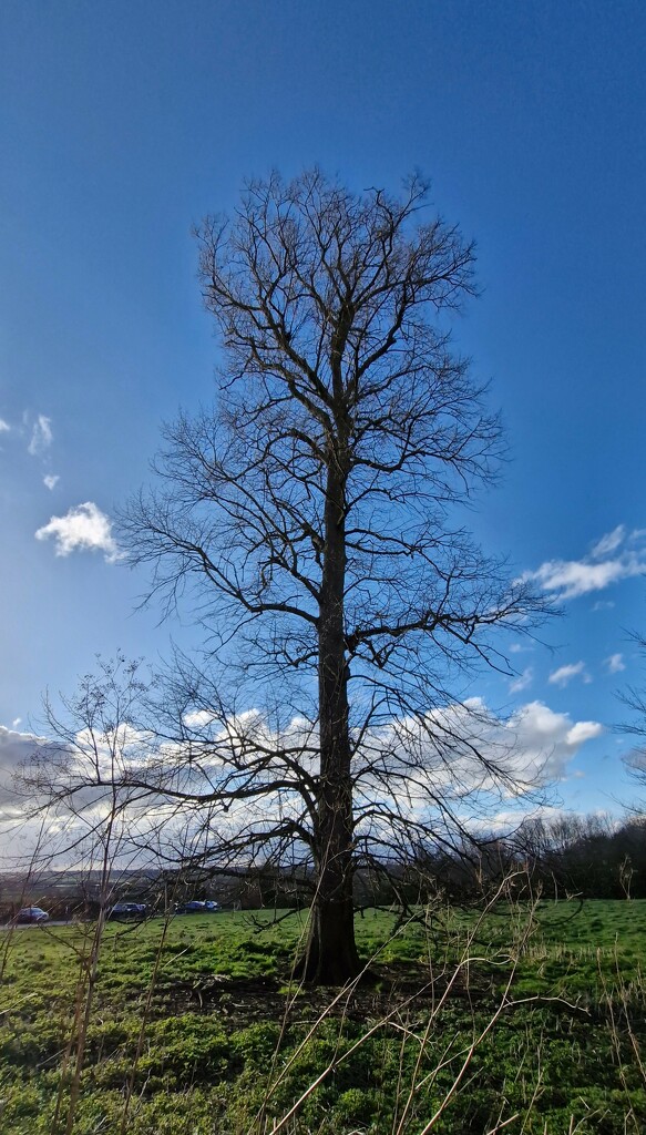 Big tree, blue sky by dragey74