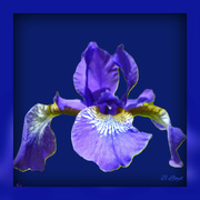 29th Mar 2024 - Iris -blue 