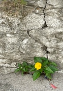 28th Mar 2024 - The flower that reaches through the brokenness of the wall…”