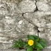 The flower that reaches through the brokenness of the wall…” by wilkinscd