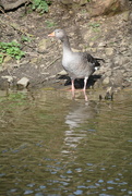 24th Mar 2024 - Dipping his toes..............