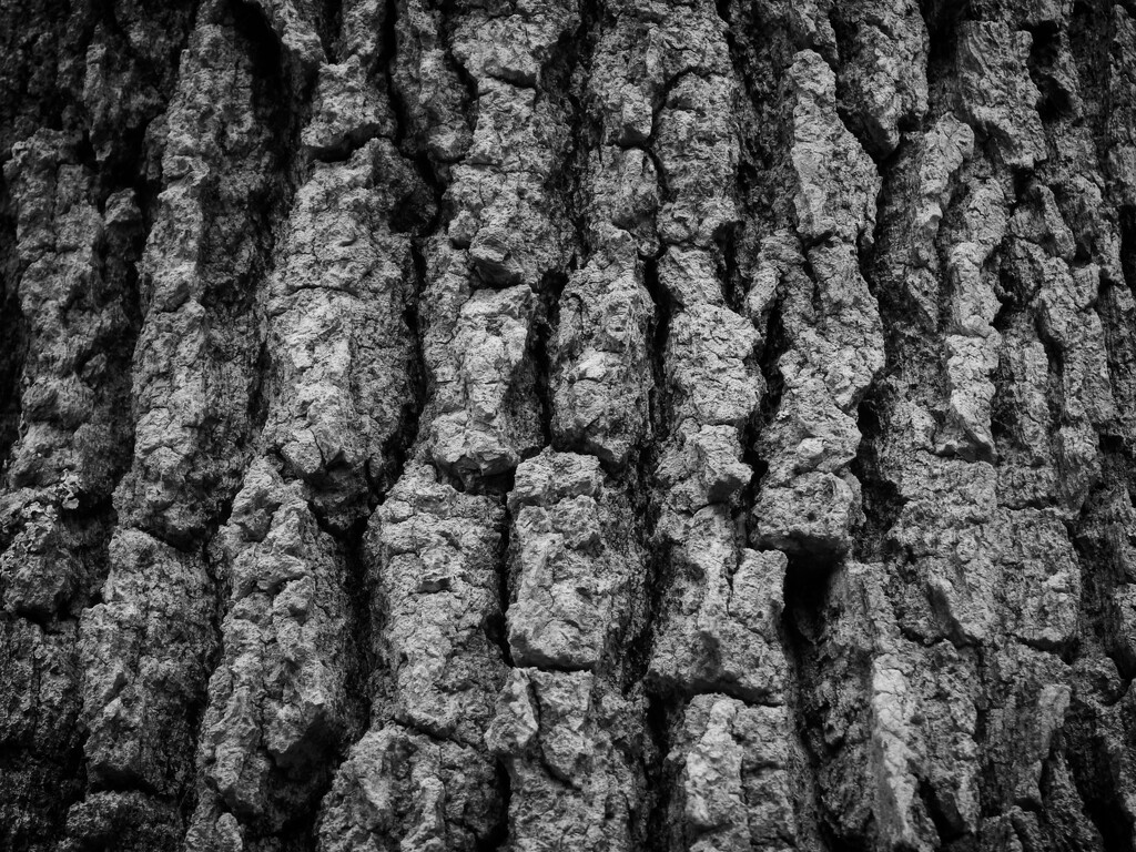 The bark of a sweetgum tree... by marlboromaam