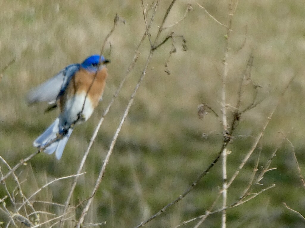 Eastern Bluebird by mtb24