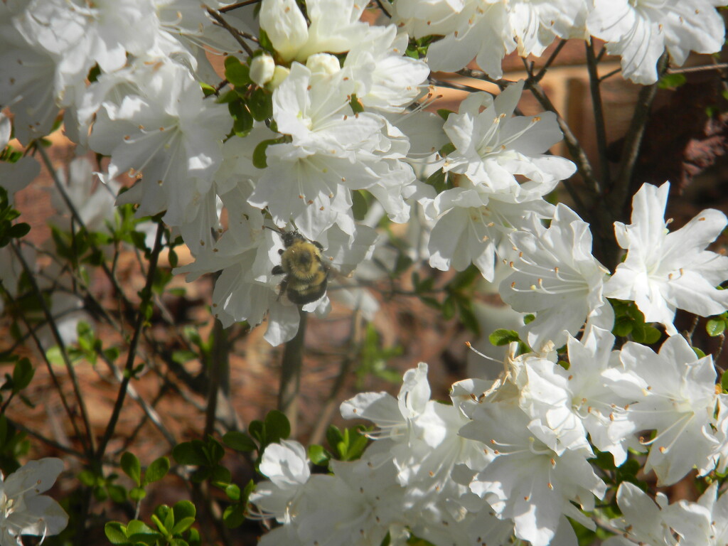 Bee on Azalea  by sfeldphotos