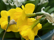 27th Mar 2024 - Daffodils