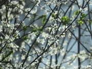 29th Mar 2024 - Spring has sprung!