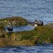 Harlequin Ducks on Rocks by jgpittenger