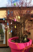 29th Mar 2024 - Easter egg tree