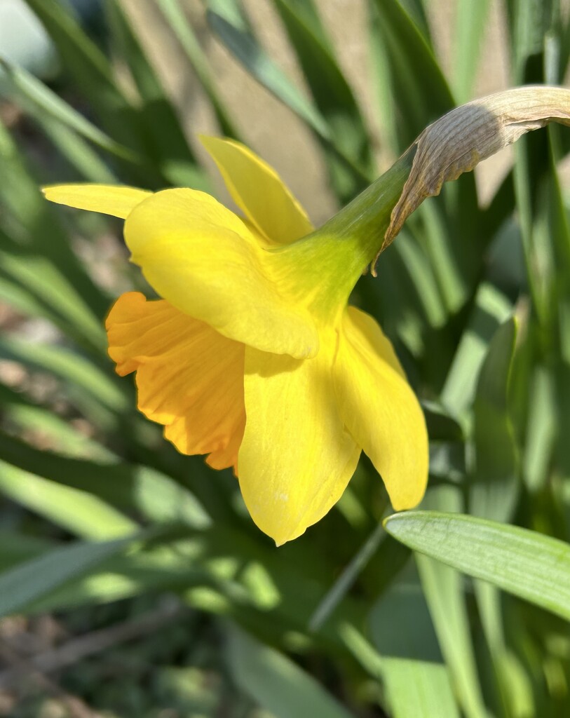 Daffodil  by dolores