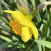 Daffodil  by dolores
