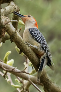 29th Mar 2024 - Red Bellied Woodpecker