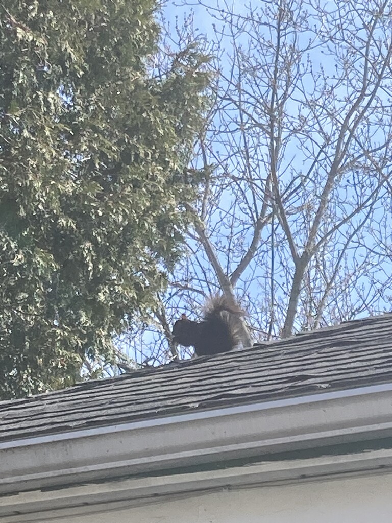 Squirrel on the Roof  by spanishliz