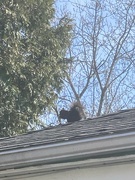 29th Mar 2024 - Squirrel on the Roof 