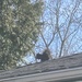 Squirrel on the Roof  by spanishliz