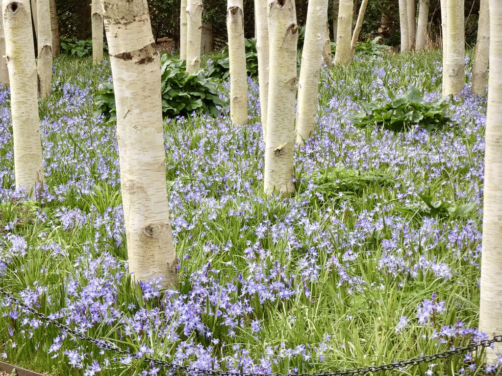 Scilla amongst the Silver Birches by foxes37