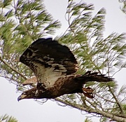 29th Mar 2024 - Juvenile Eagle