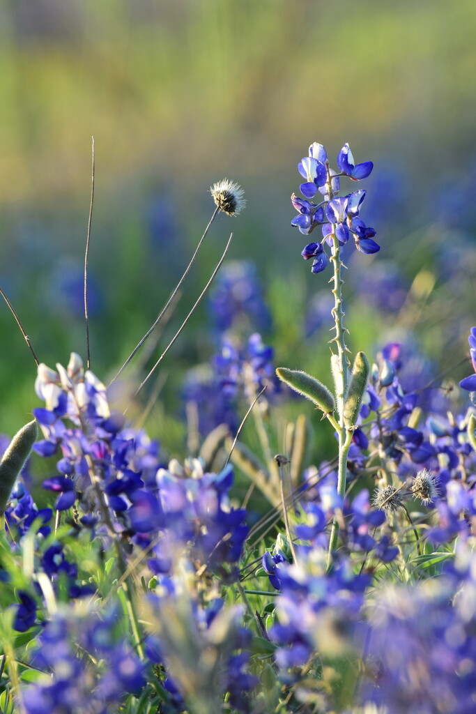 Texas Bluebonnet... and some other stuff by matsaleh