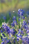 29th Mar 2024 - Texas Bluebonnet... and some other stuff