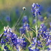 Texas Bluebonnet... and some other stuff