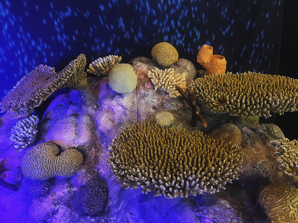 Coral Reef by pdulis