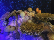 29th Mar 2024 - Coral Reef