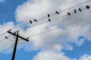29th Mar 2024 - Bird(s) on the Wire
