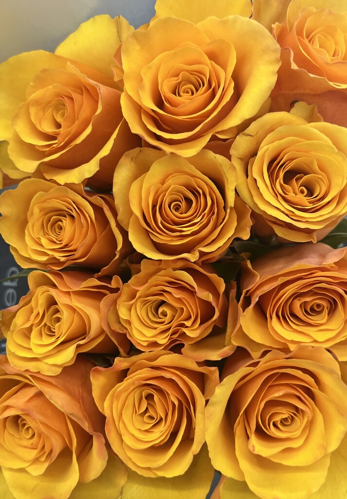 Golden Yellow Roses by peekysweets
