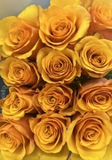 28th Mar 2024 - Golden Yellow Roses