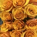 Golden Yellow Roses by peekysweets