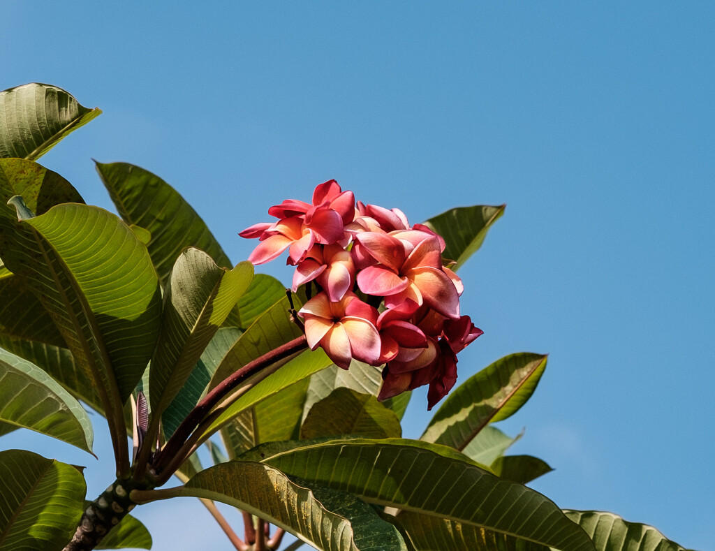 Blossoms on a Rubber Tree by ianjb21