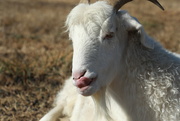 26th Mar 2024 - cheeky goat