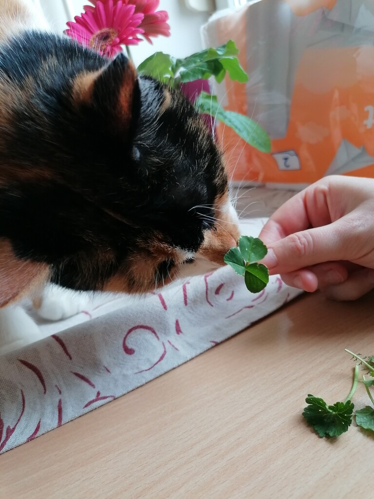 bubi sniffing E's easter plants by zardz