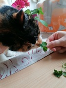 28th Mar 2024 - bubi sniffing E's easter plants
