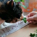bubi sniffing E's easter plants