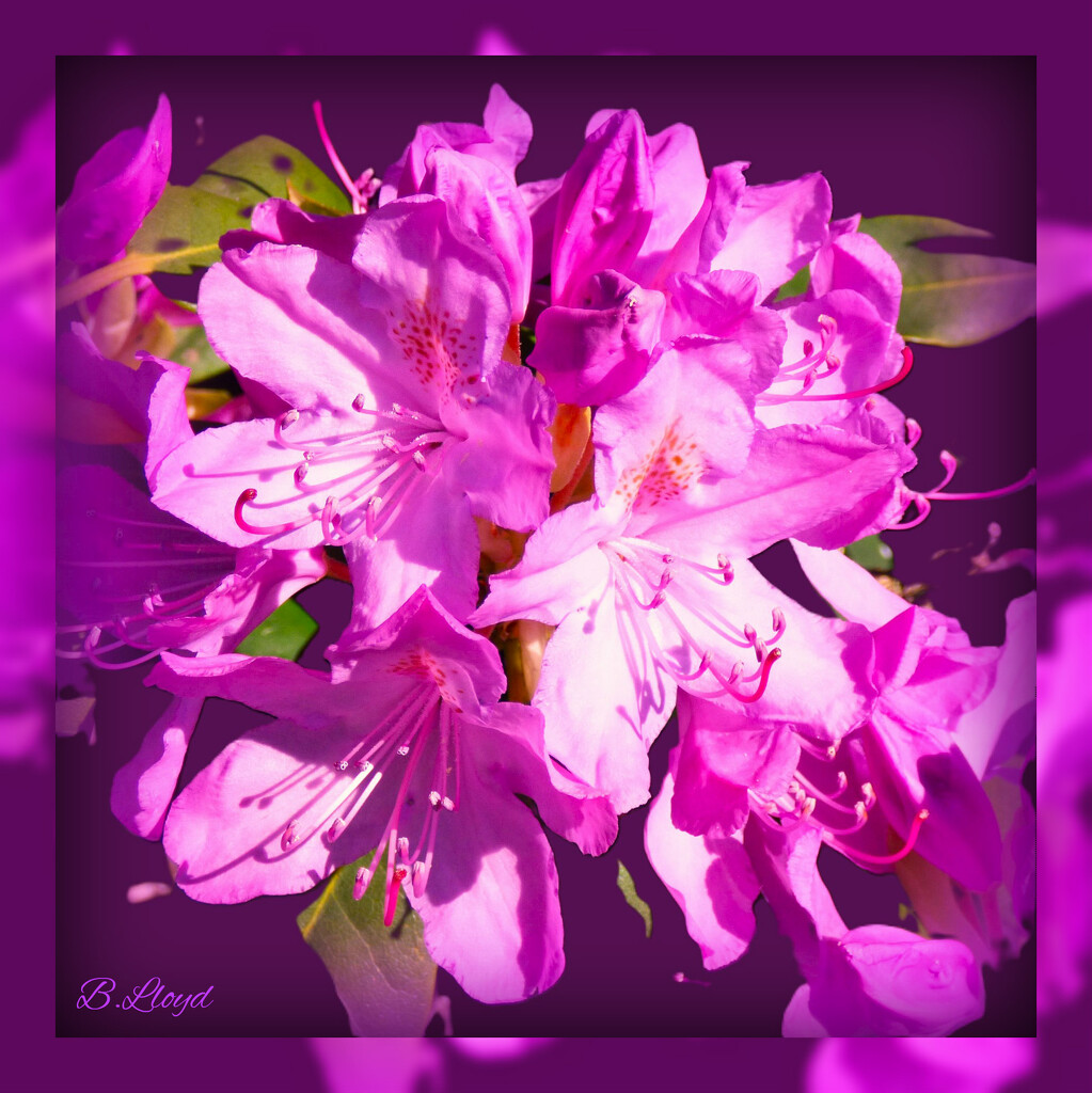 Rhododendron - purple  by beryl