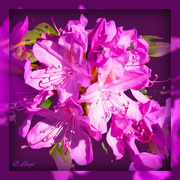 30th Mar 2024 - Rhododendron - purple 