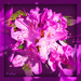 Rhododendron - purple  by beryl