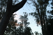 29th Mar 2024 - cockatoo sunset