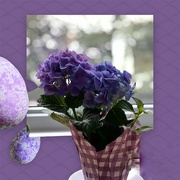 30th Mar 2024 - My Purple Hydrangea