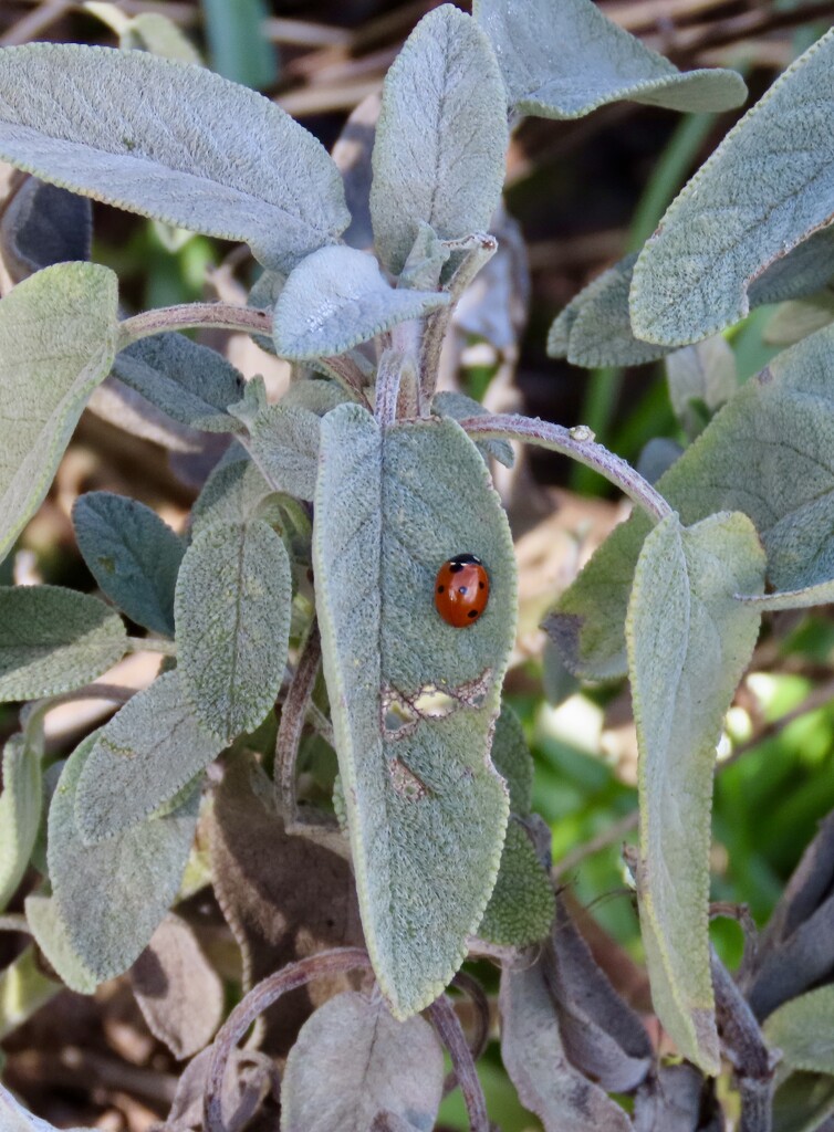 Ladybird with sage by orchid99