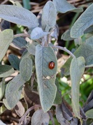 30th Mar 2024 - Ladybird with sage