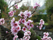30th Mar 2024 - Tree Blossoms 