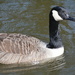 Canada Goose......... by ziggy77