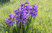 30th Mar 2024 - Hyacinth