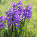Hyacinth by mittens