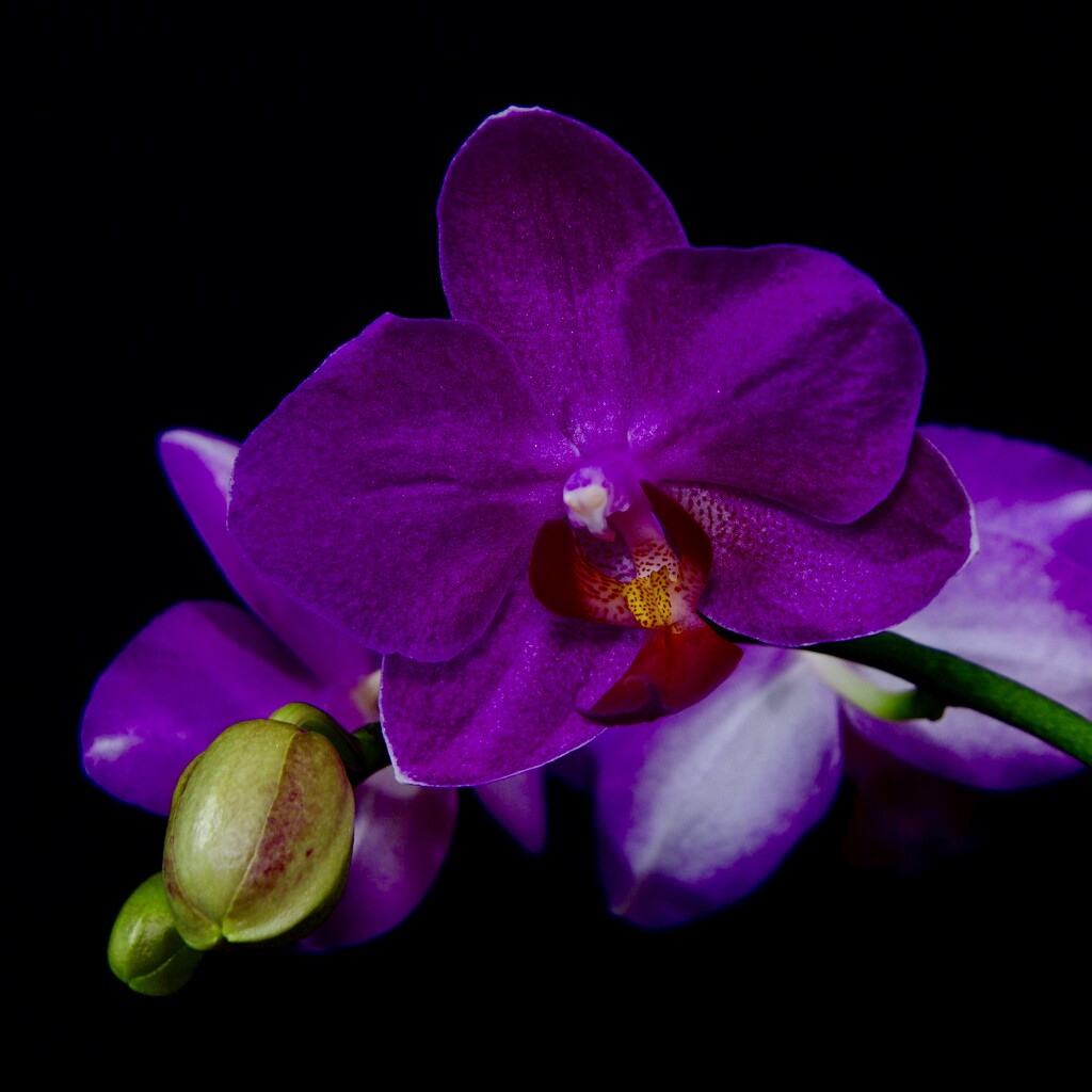 Another Slightly Faffed Orchid DSC_6789 by merrelyn