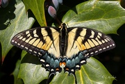 30th Mar 2024 - LHG_8653 Yellow Female Eastern tiger swallowtail