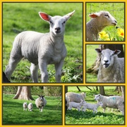 30th Mar 2024 - Spring Lambs