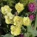 Tulips in the Sunshine by susiemc