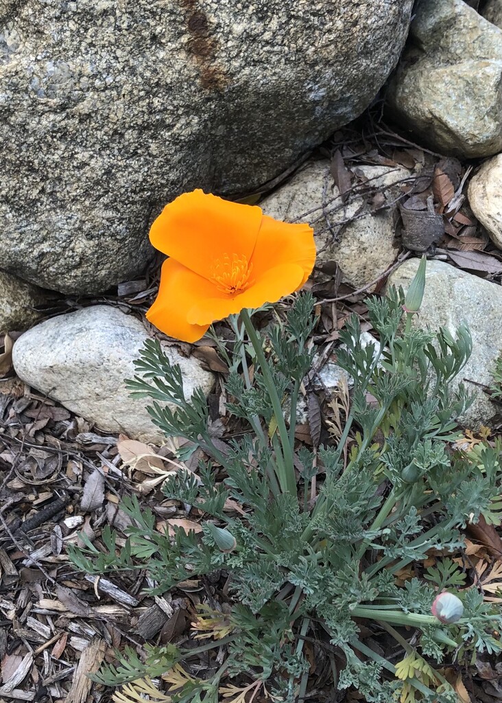 California Poppy by loweygrace
